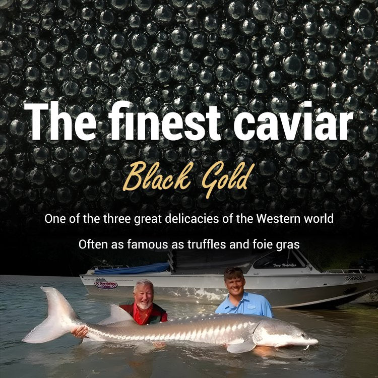 Beluga caviar from Russia-9YOE9