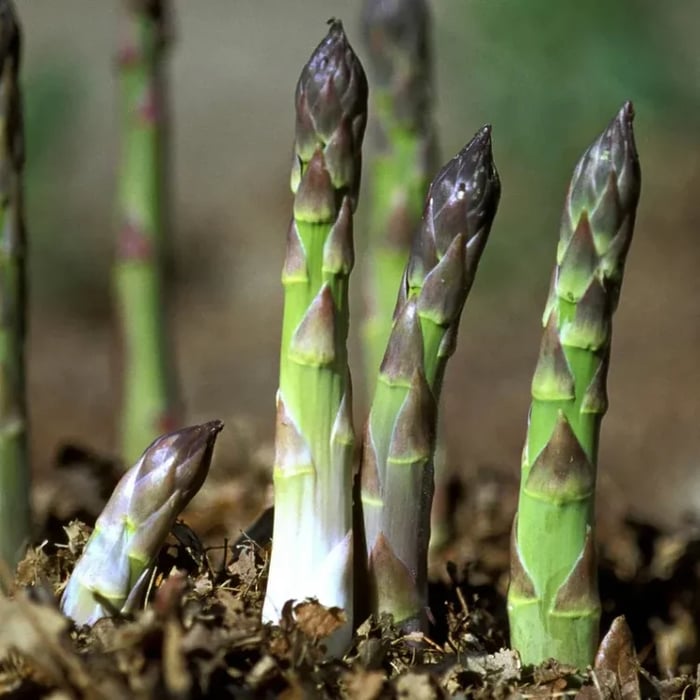 🌿Four Seasons Asparagus Mary Washington Seeds – Perennial, Tender, Nutrient-9YOE9