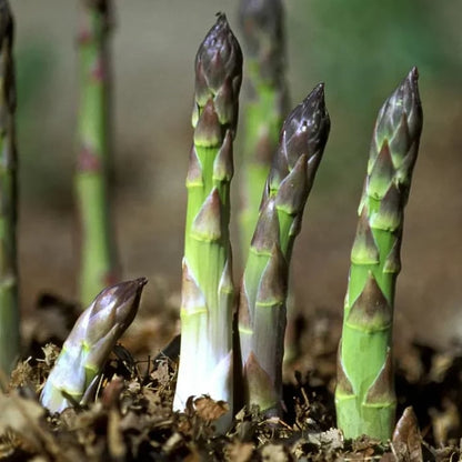 🌿Four Seasons Asparagus Mary Washington Seeds – Perennial, Tender, Nutrient-9YOE9