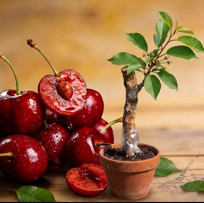 🍒Black Cherry Plant Kit – American & Chilean Varieties for Home Garden 8HZAN8