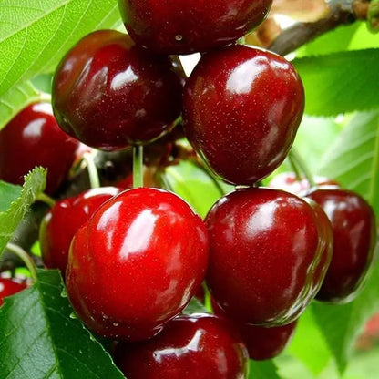 🍒Black Cherry Plant Kit – American & Chilean Varieties for Home Garden 8HZAN8
