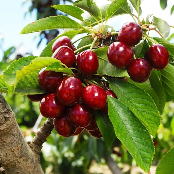 🍒Black Cherry Plant Kit – American & Chilean Varieties for Home Garden 8HZAN8