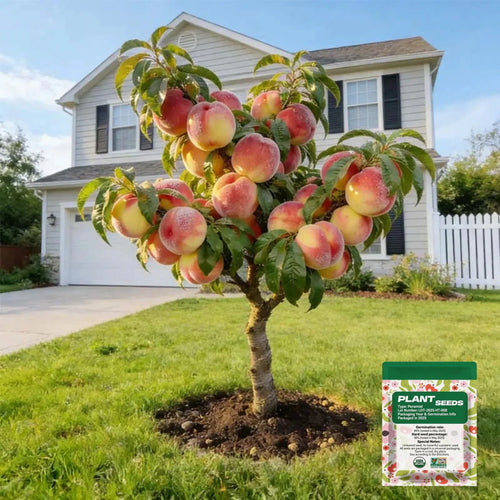 🔥 65K+ SOLD! 🍑 Heirloom "Honey Red" Dwarf Peach Tree Live Seeds-9YOE9
